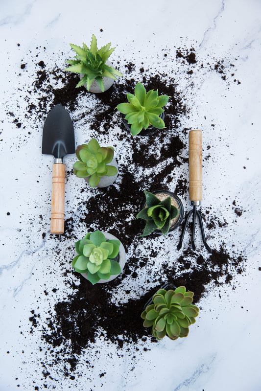 How to Care for Small Indoor Plants and Succulents