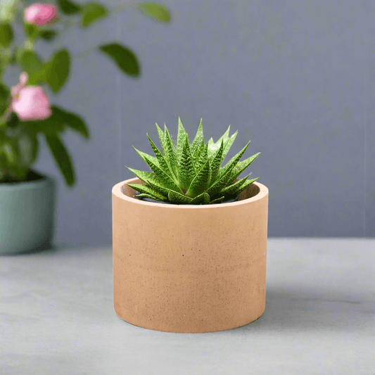Vibrant concrete planters & Pots